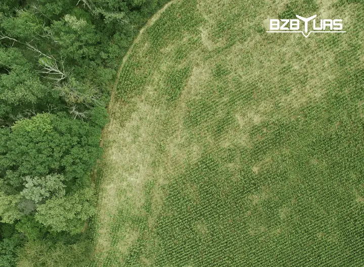 widok-zniszczonego-pola-przez-zwierzyne-lesna-z-drona