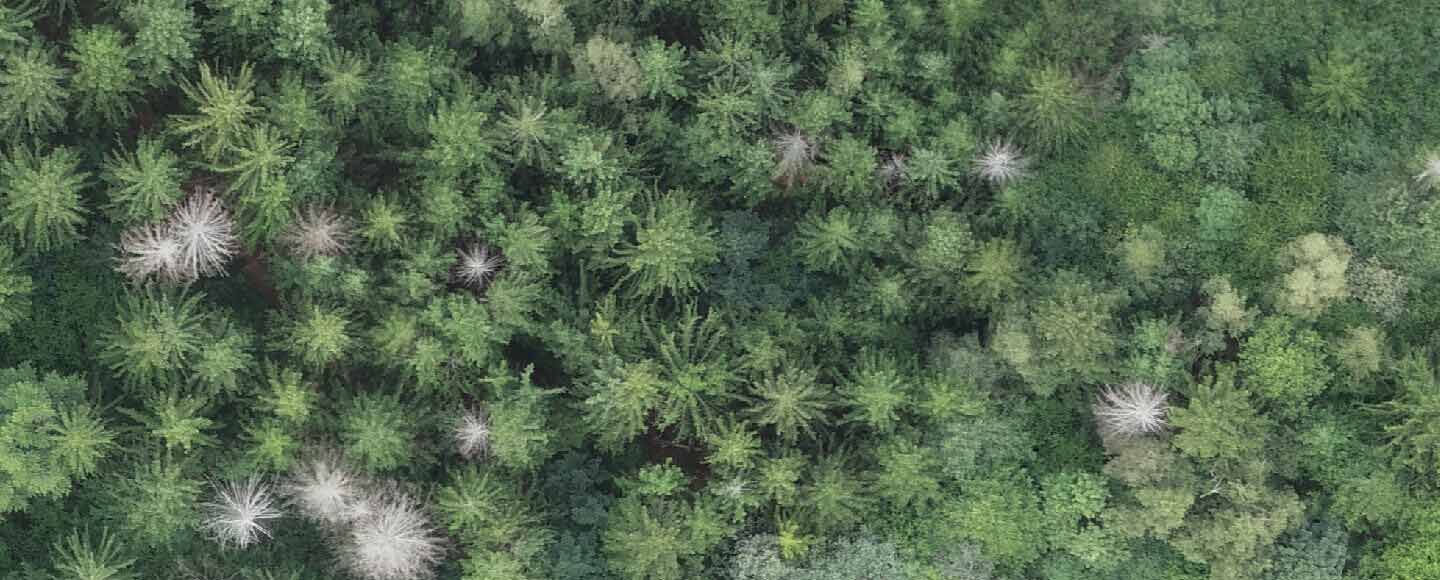 Dron w leśnictwie - liczenie drzew na zdjęciu